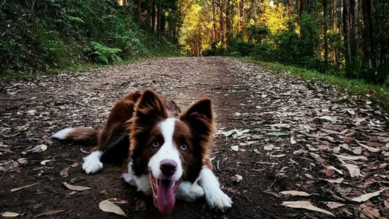 Portrait of Cliff, taken by Jess Grech for Victoria Walks Autumn 2018 photo competition.
